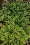 Polystichum munitum RCP10-2015 (100).JPG